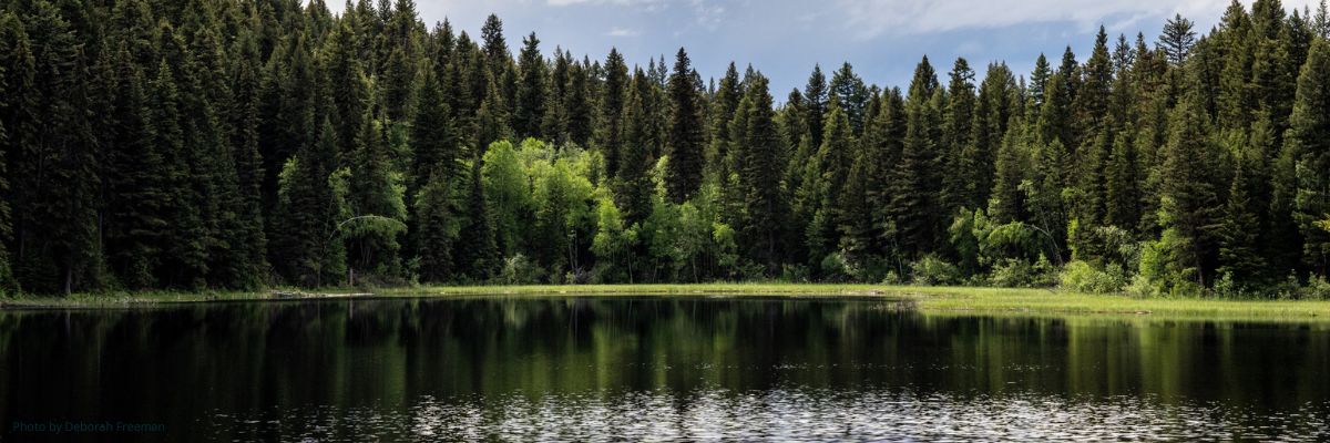 How to meet with your MLA about Old Growth