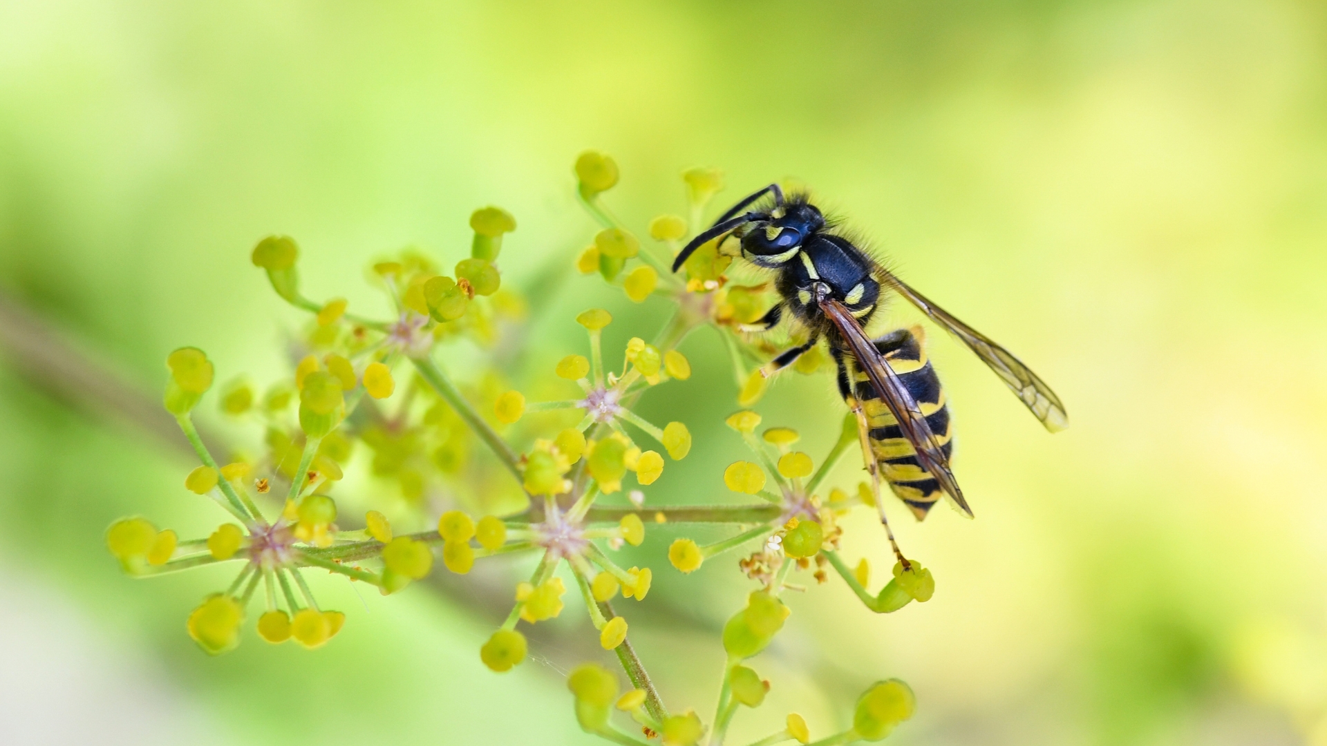 Learn to Draw Wasps