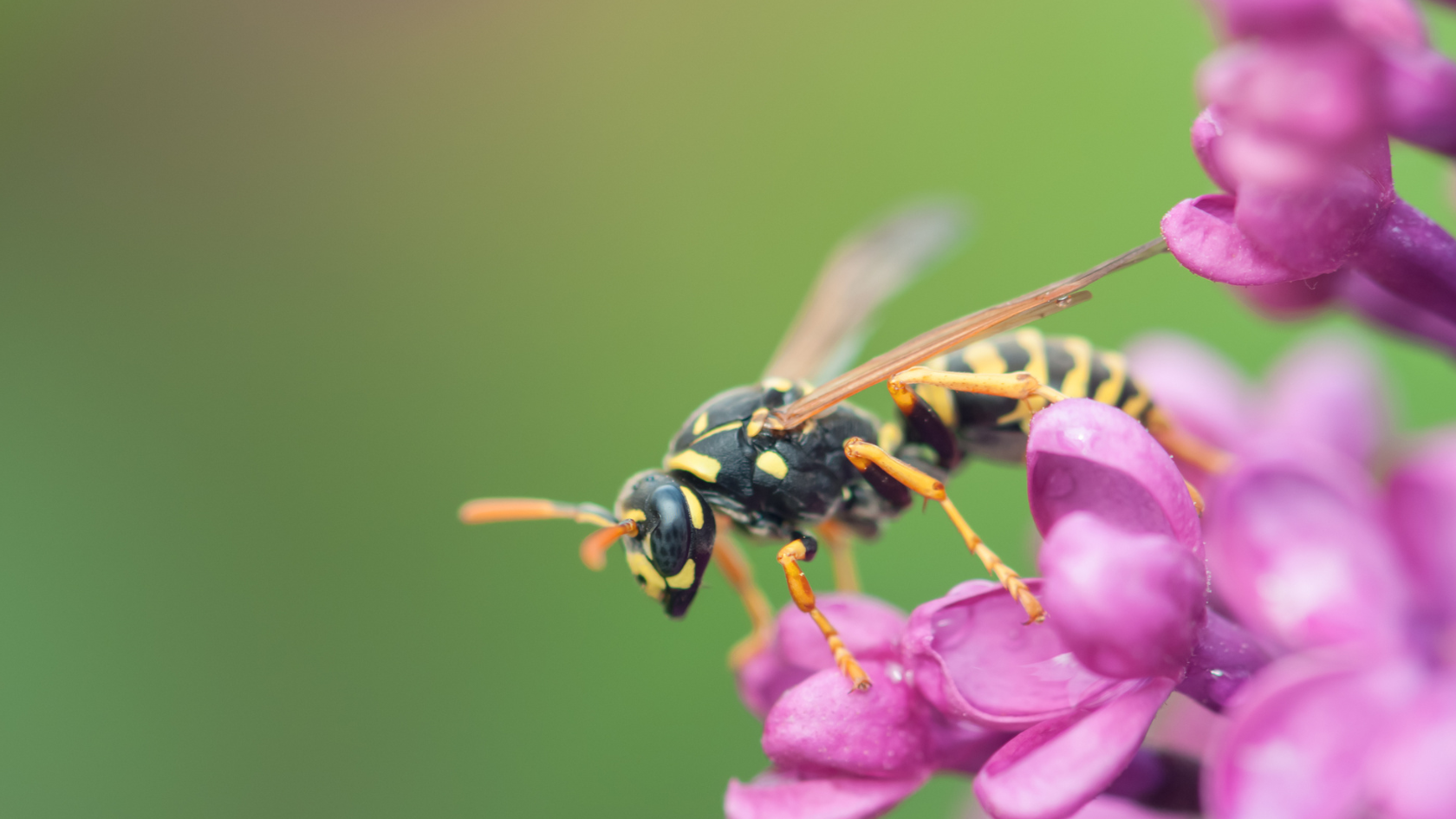 Learn to Draw Wasps
